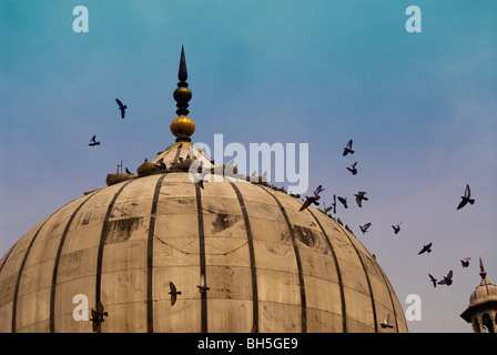 Piccioni intorno alla cupola della Jama Masjid di Delhi con cielo blu in background. Piccioni come tali edifici storici. Foto Stock