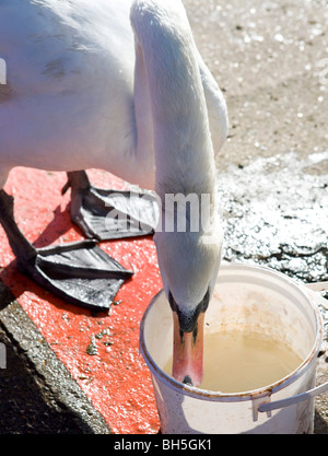 Cigni bere a basse temperature Foto Stock