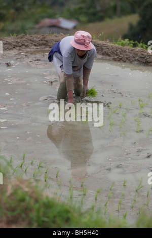 Lavoratore di sesso femminile che di piantare il riso in montagne di Cebu, Filippine Foto Stock