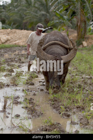 Bufalo d'acqua arare i campi di riso,montagne di Cebu, Filippine Foto Stock