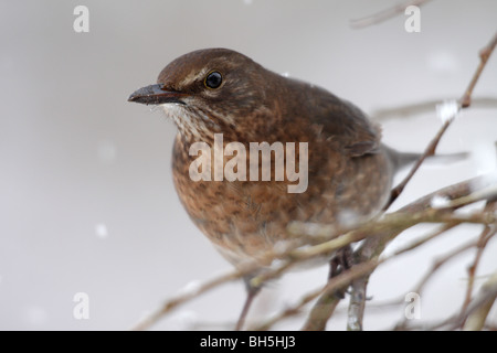 Merlo femmina (Turdus merula) nella neve Foto Stock