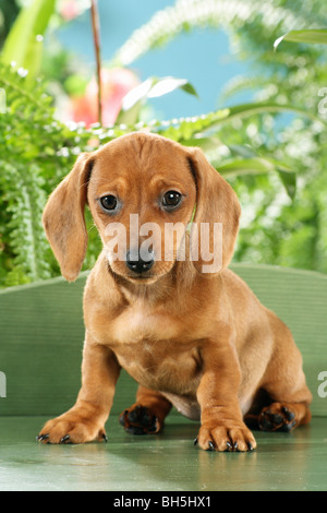 Miniatura cane bassotto - cucciolo seduto su una panca in legno Foto Stock