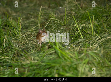 Mouse Yellow-Necked (Apodemus flavicollis) sul serch per alimenti a herefordshire natura Trust Reserve Foto Stock