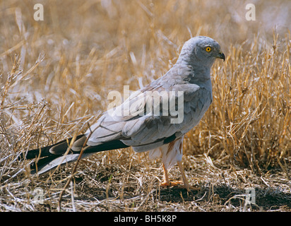 Albanella reale - In piedi / Circus cyaneus Foto Stock