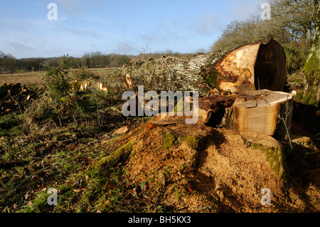 Foto di stock di una quercia albero abbattuto per il carburante invernale. Foto Stock