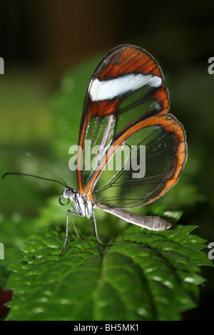 Glasswing Butterfly Greta oto preso per lo Zoo di Chester, England, Regno Unito Foto Stock