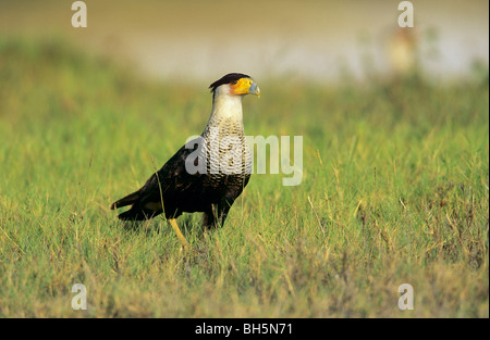 Caracara meridionale - in piedi sul prato / Caracara plancus Foto Stock