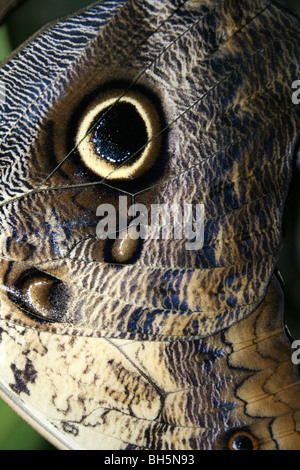 Ala dettaglio sul gigante farfalla Civetta Caligo memnon preso per lo Zoo di Chester, England, Regno Unito Foto Stock