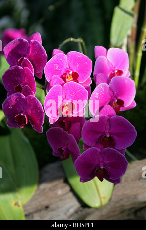 Cattleya orchid, Guarianthe bowringiana, Orchidaceae, America centrale. Foto Stock