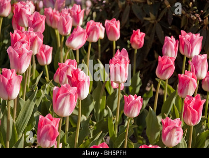 Questo paesaggio foto mostra un grande patch del bianco e del rosa tulipani che fioriscono in primavera. Lo sfondo è volutamente sfumata per artista Foto Stock