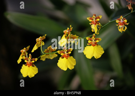 Signora della Notte di orchidea, profumata di notte Orchid, Night-Scented Orchid, Night-Smelling Epidendrum, Epidendrum nocturnum Foto Stock