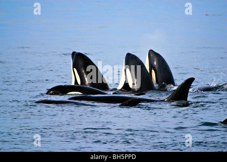 3 Orcas (orche - Orcinus orca) spyhopping con 3 più balene appoggiato accanto a loro. Foto Stock