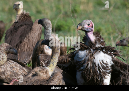 Lappata-di fronte Vulture (Torgos tracheliotus), il Masai Mara riserva nazionale del Kenya. Foto Stock