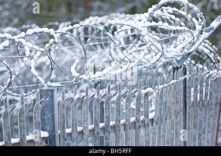 Concertina filo di rasoio montato su acciaio zincato recinzione appuntita. Foto Stock