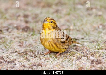 Zigolo giallo in giardino durante il Grande Giardino Osservare gli uccelli Foto Stock