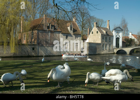 Cigni nel Minnewater, Brugge, Fiandre Occidentali, Belgio Foto Stock