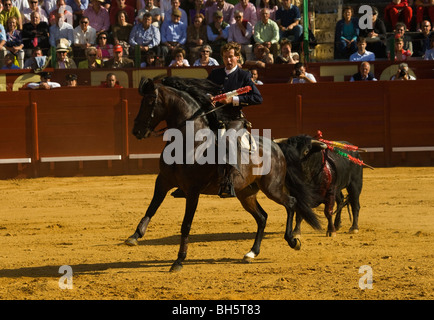 Corrida cavallo Andalusia Spagna cavallo tradizione bull Foto Stock