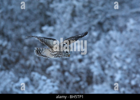 Adulto Ural allocco (Strix uralensis) la caccia nel bosco invernale, dopo il tramonto. Foto Stock
