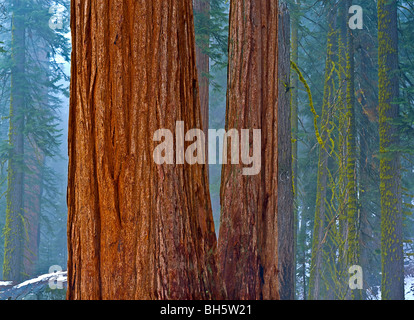Alberi di Sequoia National Park, California, USA, America del Nord. Foto Stock