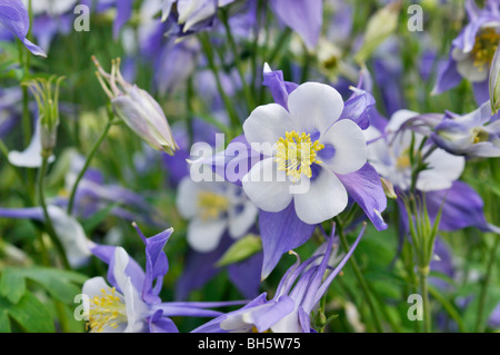 Montagne rocciose aquilegia alpina (aquilegia caerulea) Foto Stock