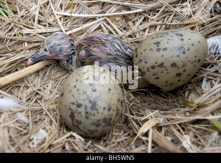 Di recente le aringhe tratteggiata pulcino di gabbiano Foto Stock