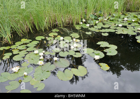 White ninfea bianca (Nymphaea alba) Foto Stock