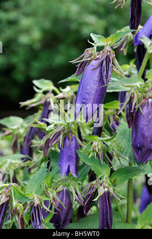 Avvistato campanula (Campanula punctata "kent belle') Foto Stock