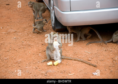 Le scimmie alimentare sul mais e i dadi - Tailandia Foto Stock