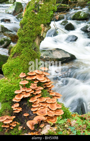 Intrico di funghi su base di moss struttura coperta, con flusso impetuoso in background e Dartmoor Devon UK Foto Stock