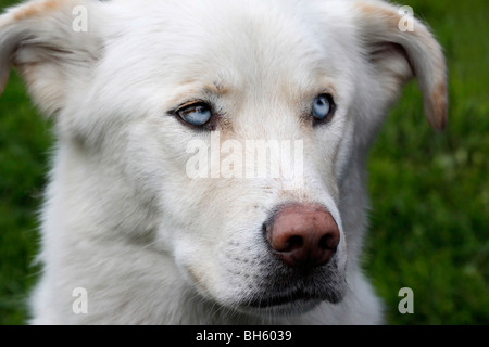 Cane domestico bianco Siberian Husky primo piano ritratto di una testa nessuno nessuno ad alta risoluzione orizzontale Foto Stock