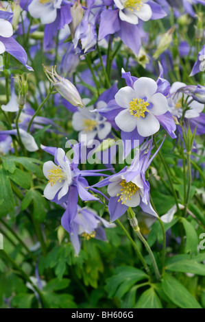 Montagne rocciose aquilegia alpina (aquilegia caerulea) Foto Stock