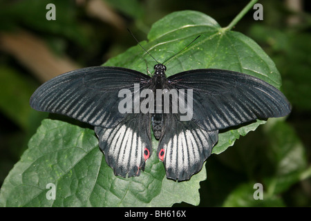 Scarlet maschio Mormone Papilio rumanzovia preso per lo Zoo di Chester, England, Regno Unito Foto Stock