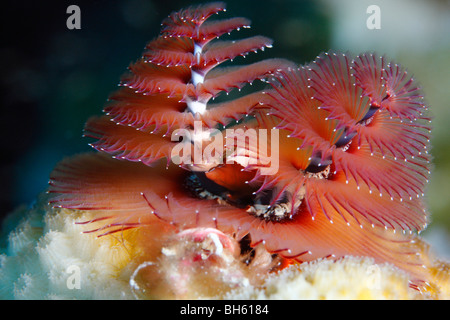 Red Christmas tree worm attaccato ad una superficie del cervello polipi di corallo, che mostra la doppia struttura a spirale con simili a piume appendici Foto Stock