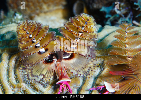 Albero di natale worm attaccato ad una superficie del cervello polipi di corallo, che mostra la doppia struttura a spirale con simili a piume appendici Foto Stock