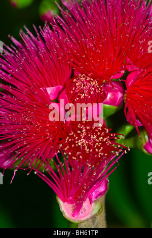 Fiore di Syzygium (L.) malaccense . bellissimi fiori esotici di deliziosi frutti di colore rosa brillante rosso porpora Foto Stock
