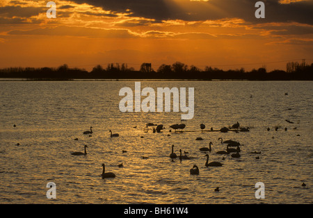 Whooper cigni, Cygnus cygnus, nuoto On Ouse lavaggi al tramonto Foto Stock