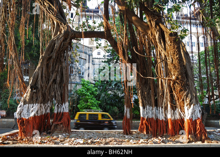 Banyan Tree in Mumbai, India. Foto Stock