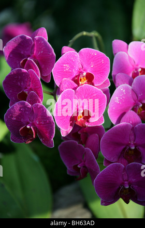 Cattleya orchid, Guarianthe bowringiana, Orchidaceae, America centrale. Foto Stock