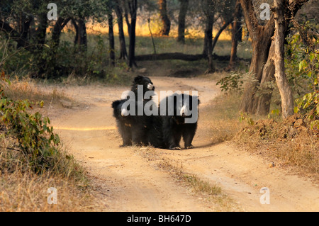 Sloth Bear Famiglia (Melursus ursinus), noto anche come Labiated recare in Ranthambhore national park Foto Stock