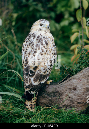 Avviato eagle su un tronco di albero / Hieraaetus pennatus Foto Stock
