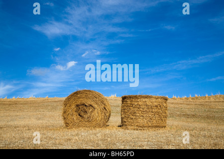 Il paesaggio toscano, balle di fieno Foto Stock