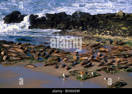 Northern Elephant guarnizioni (Mirounga angustirostris), Piedras Blancas guarnizione di elefante Rookery nei pressi di San Simeone, CALIFORNIA, STATI UNITI D'AMERICA Foto Stock