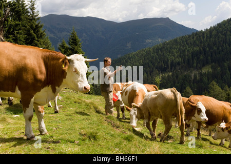 Agricoltore contando le vacche in alpeggio Foto Stock