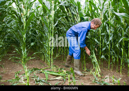 Taglio contadino gli stocchi mais Foto Stock