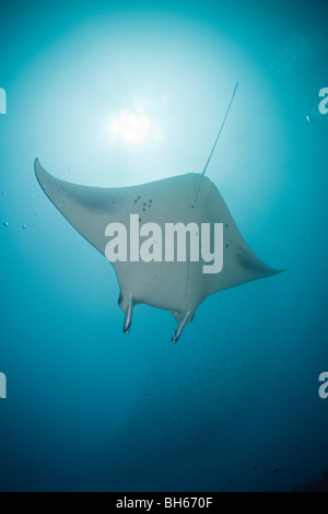 Manta, Manta birostris, Micronesia, Yap Foto Stock