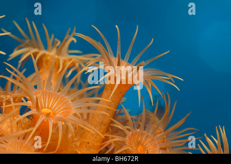 Le margherite di mare, Parazoanthus axinellae, Tamariu, Costa Brava, Mare mediterraneo, Spagna Foto Stock