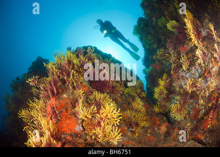 Scuba Diver e variabile gorgonie Paramuricea clavata, Tamariu, Costa Brava, Mare mediterraneo, Spagna Foto Stock