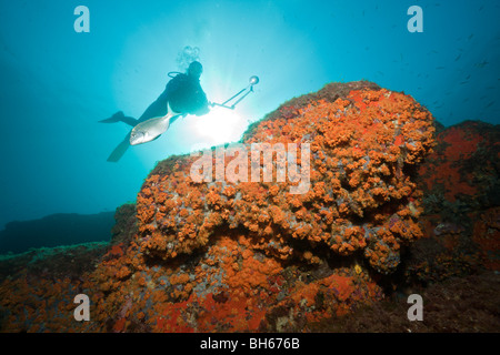 Margherite di mare copre Reef, Parazoanthus axinellae, Tamariu, Costa Brava, Mare mediterraneo, Spagna Foto Stock