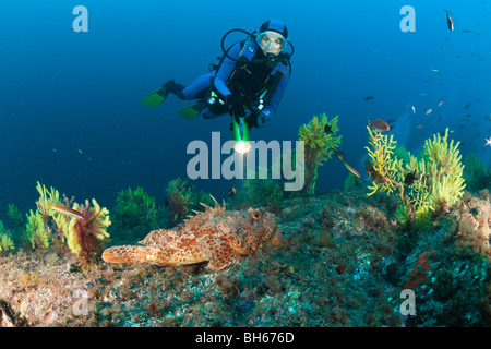 Subacqueo e grande pesce, Scorpaena scrofa, Tamariu, Costa Brava, Mare mediterraneo, Spagna Foto Stock