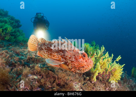 Grande pesce e Scuba Diver, Scorpaena scrofa, Tamariu, Costa Brava, Mare mediterraneo, Spagna Foto Stock